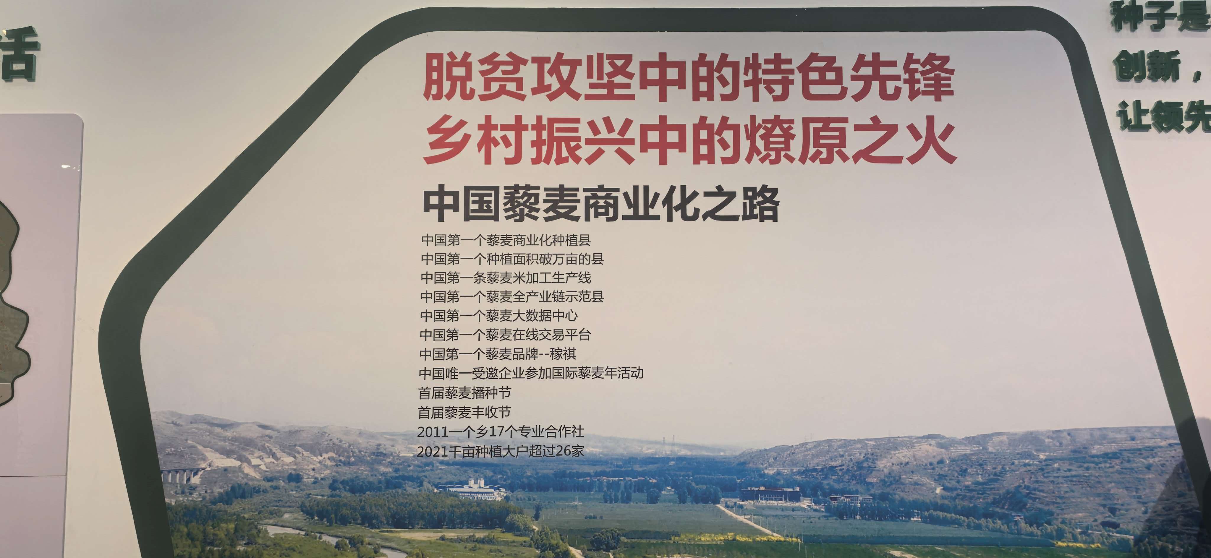 小藜麦走向大产业任重而道远 (席兆平 摄)