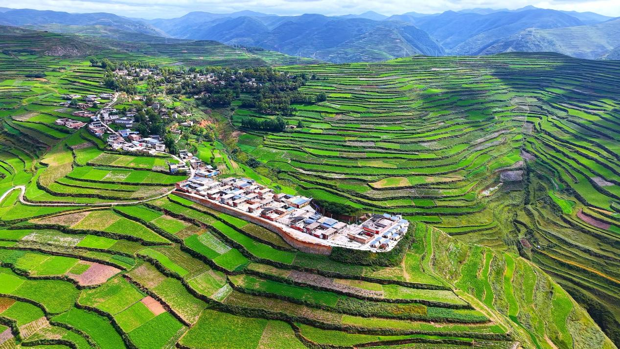 岷县禾驮镇中药材种子种苗繁育基地 (曲婷婷 摄)