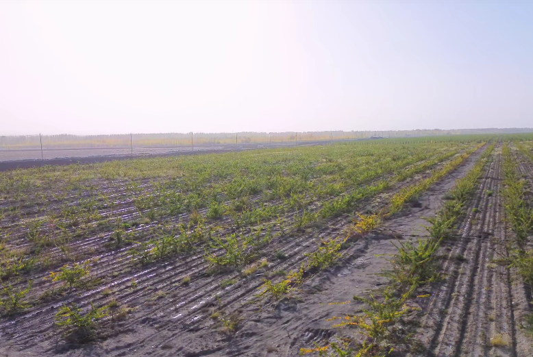 新疆盛农农业有限公司林下种植基地。(麦麦提·阿里木 摄)