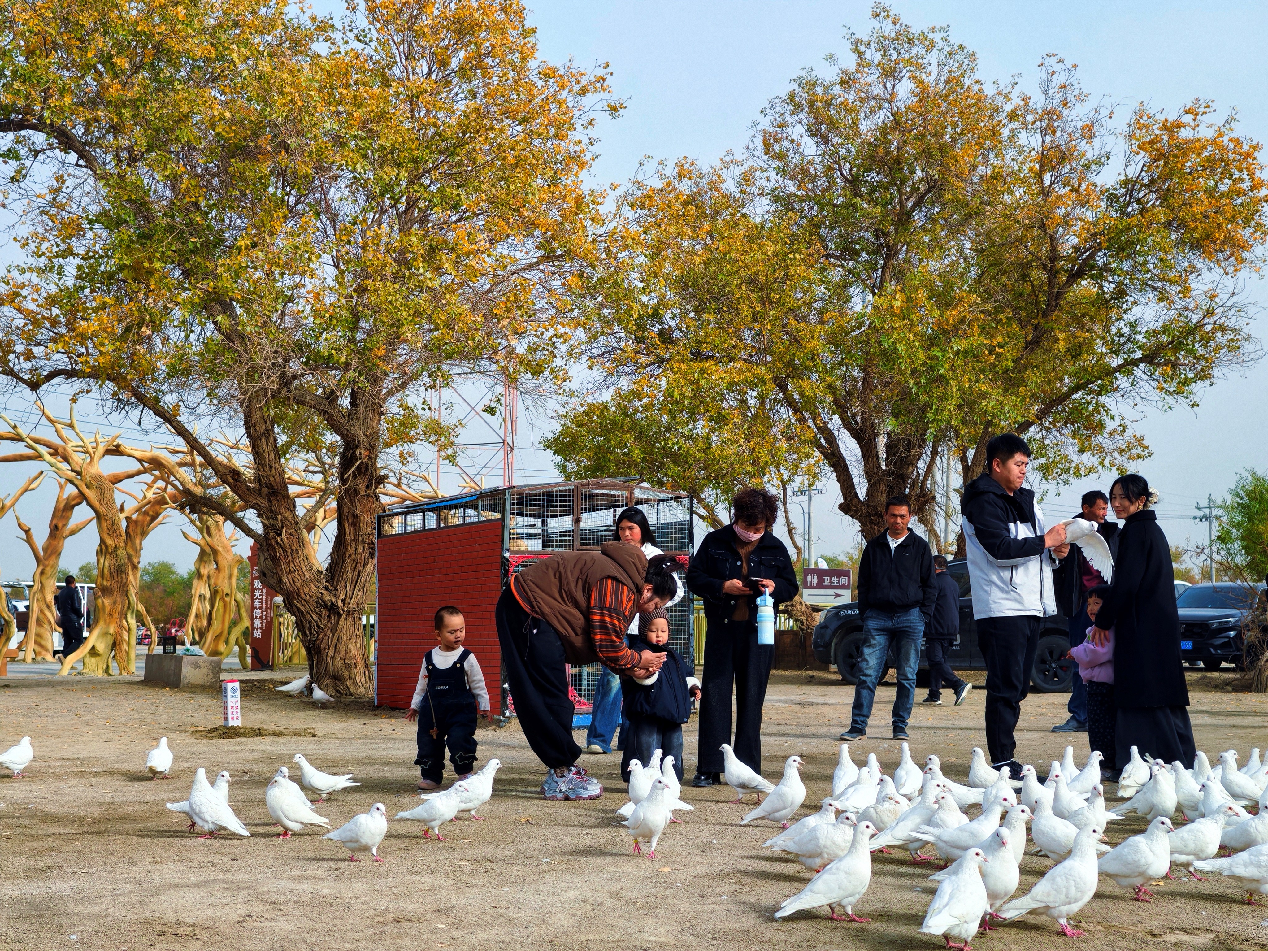 沙雁洲景区,碧水伴胡杨,各族群众共享绿洲好风光场景。 (习倩 摄)