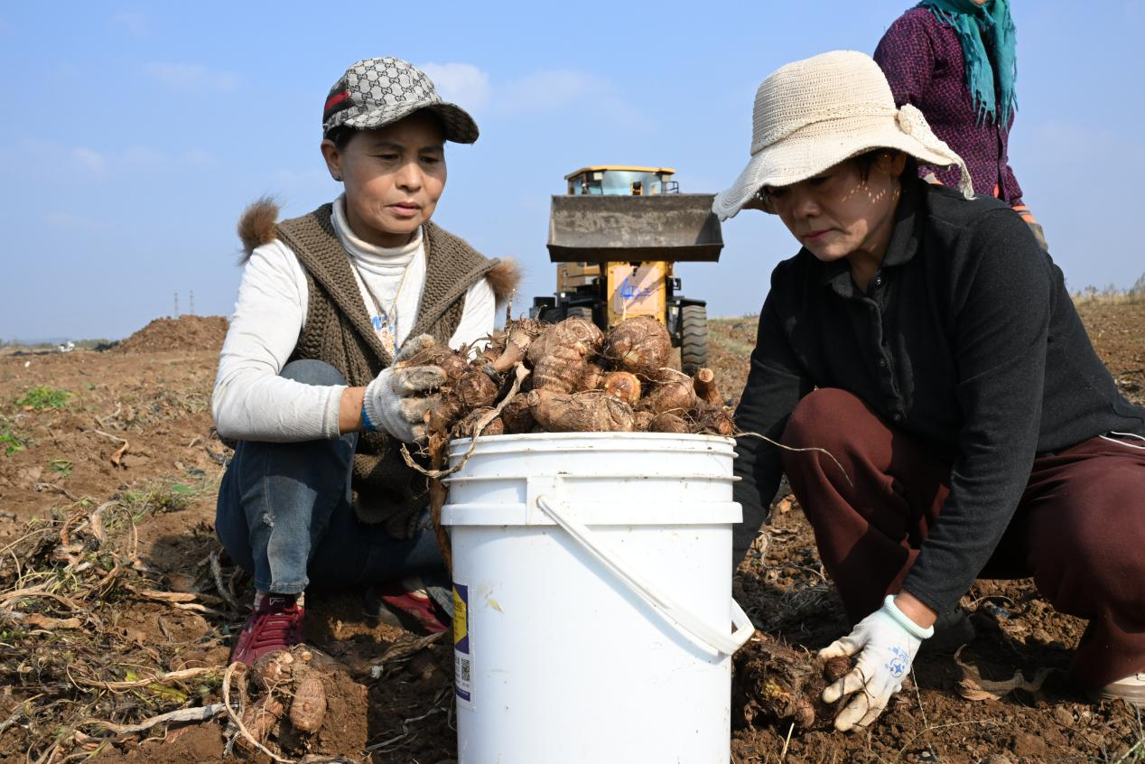 满贡二村村民在田地里清理芋头上的泥土 (张涛 摄)