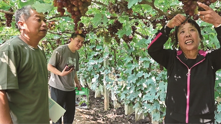 松会村驻村第一书记王软贞（左一）向村民了解葡萄收成
