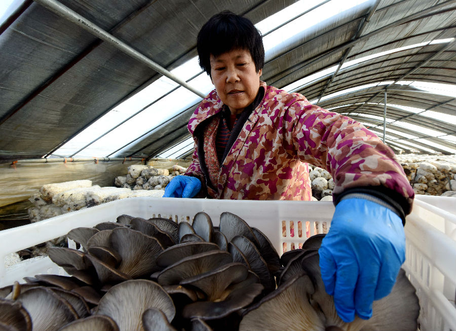 村民在大棚内采摘平菇 (武成军 摄) 村民在大棚内采摘平菇 (武成军 摄)