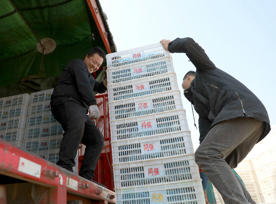 村民将采摘好的平菇装车,销往全国各地 (武成军 摄) 村民将采摘好的平菇装车,销往全国各地 (武成军 摄)