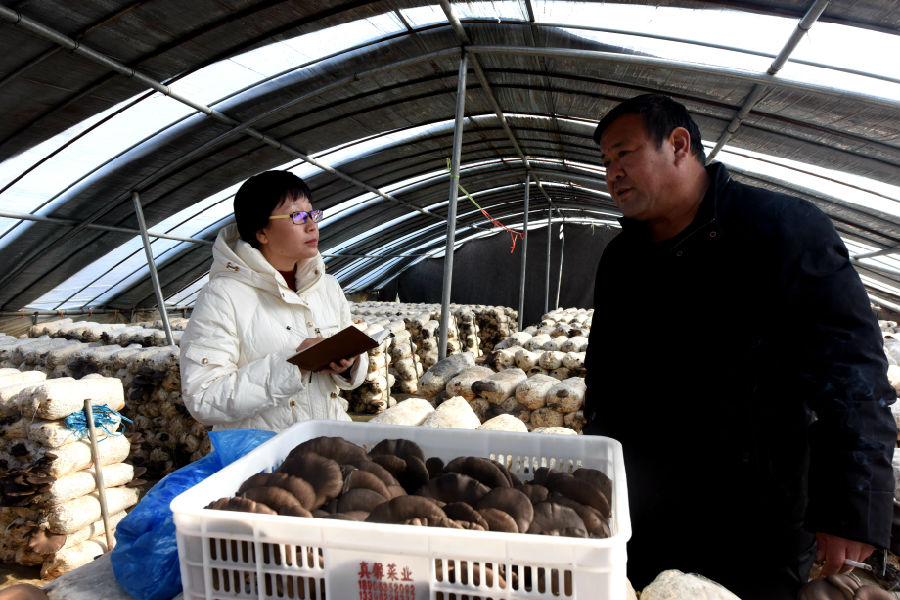 记者在平菇种植大棚内采访 (武成军 摄) 记者在平菇种植大棚内采访 (武成军 摄)