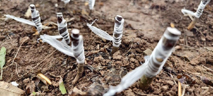 嫁接完成的母本植株(戚原 摄) 嫁接完成的母本植株(戚原 摄)