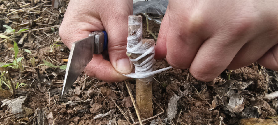 邓娜娜对桃树母本嫁接蜂糖李穗条过程(戚原 摄 ) 邓娜娜对桃树母本嫁接蜂糖李穗条过程(戚原 摄 )