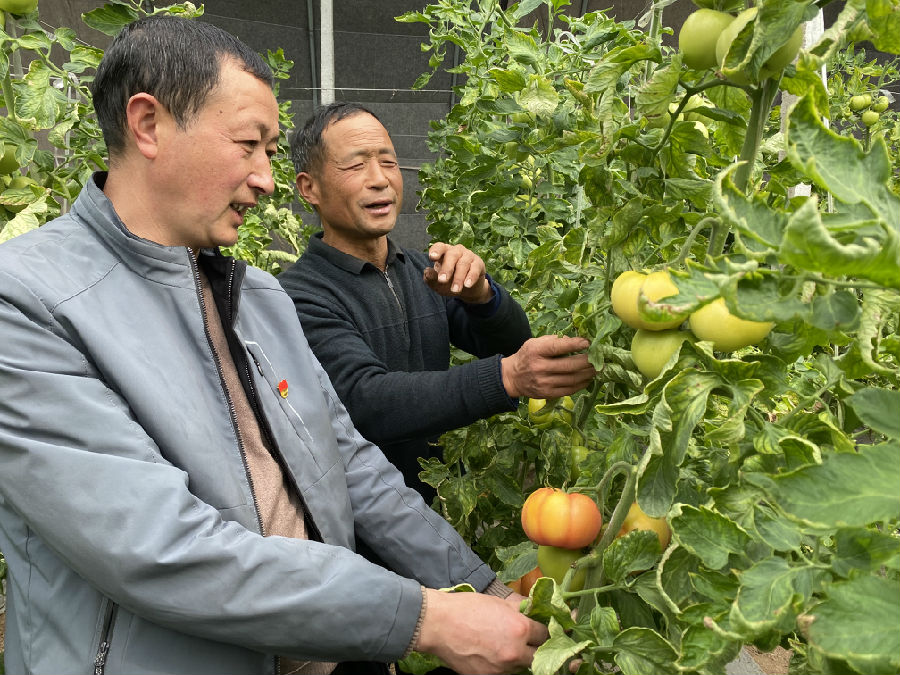 商水县盈康种植农民专业合作社菜农正在管理大棚蔬菜 （赵永昌 摄）