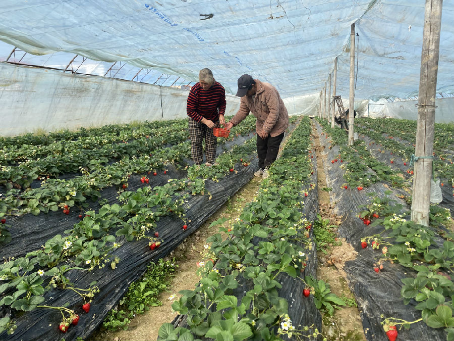 商水县刘营村草莓种植大户刘树立、刘红霞夫妇正在采摘草莓 （赵永昌 摄）