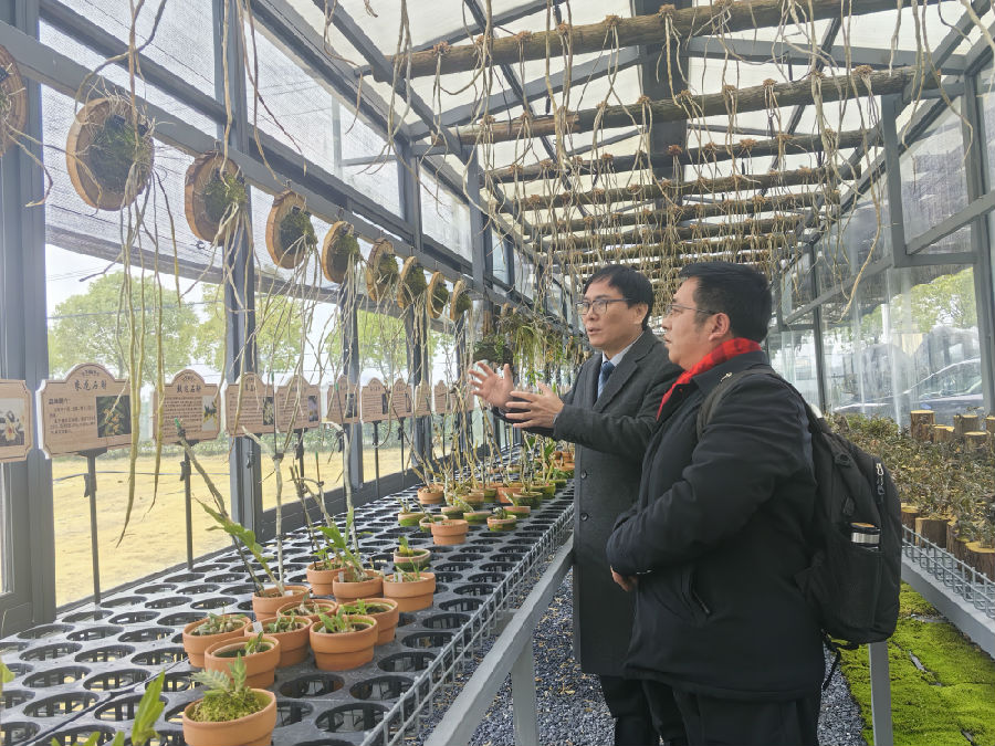 姚国祥（左）向记者介绍铁皮石斛品种的多样性 （朱剑庆 摄）