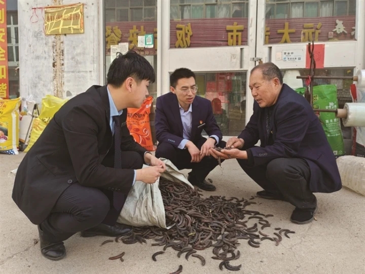 西柳下邑村党支部书记张文远（右一）向邹城农商银行工作人员展示晒干的猪牙皂（记者 谢元辉 摄）