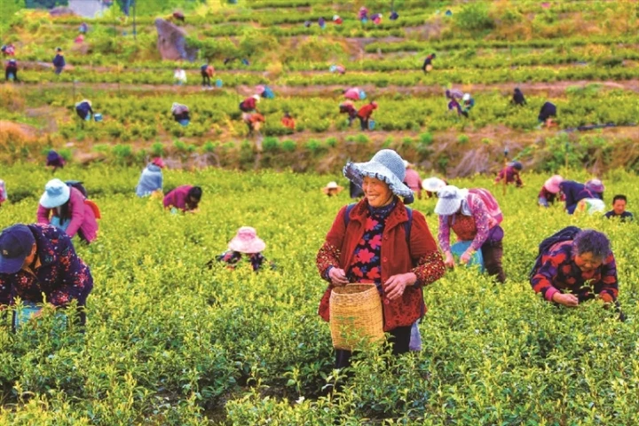 村民在四川省松巴茶业有限公司的茶叶基地采茶 本报记者 戚 原摄