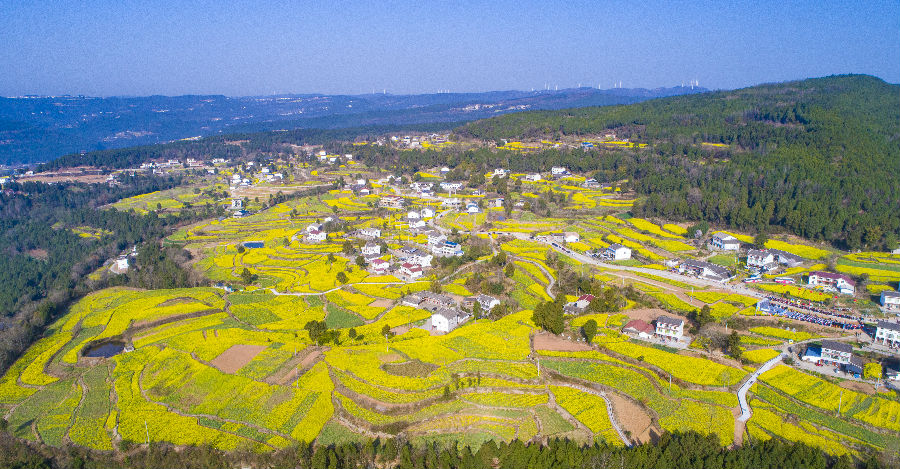 卫子镇新荣村的油菜花（李建生 摄）