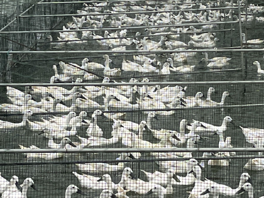 在连城白鸭原种场，成群结队的白鸭滑入水池嬉戏（陈似虹 摄）