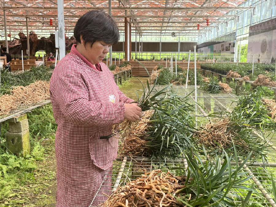 福建连城兰花股份有限公司工作人员黄群玉对兰花进行分株工作（陈似虹 摄）