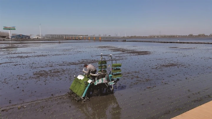 插秧机在田里作业 通讯员 张自峰摄