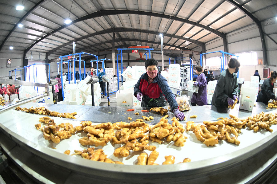 新军屯镇一家食品加工企业在清洗生姜（董钧 摄）