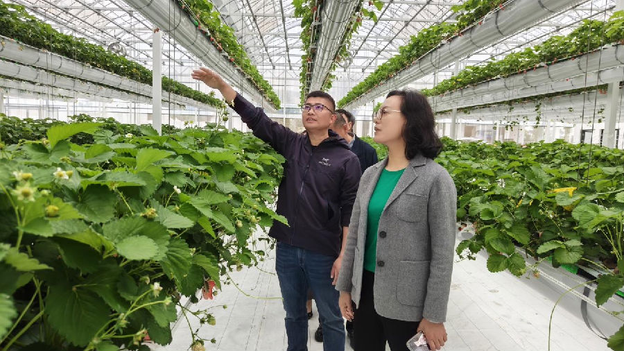 顾晓明（左一）在“草莓君塘栖村共富生态草莓园”介绍草莓种植情况（曾庆华 摄）