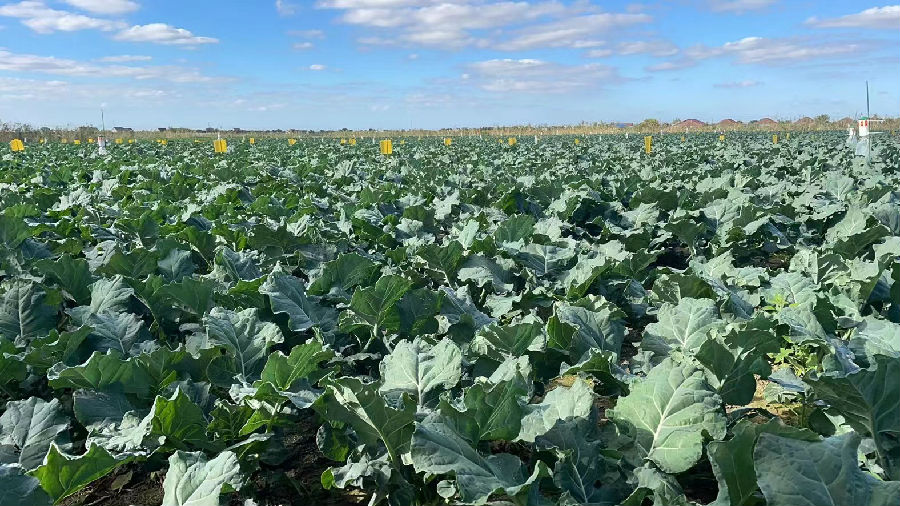 西蓝花标准化种植基地（周超 摄）