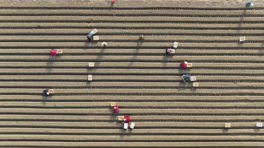 新军屯镇姜农在种植生姜（董钧 摄）