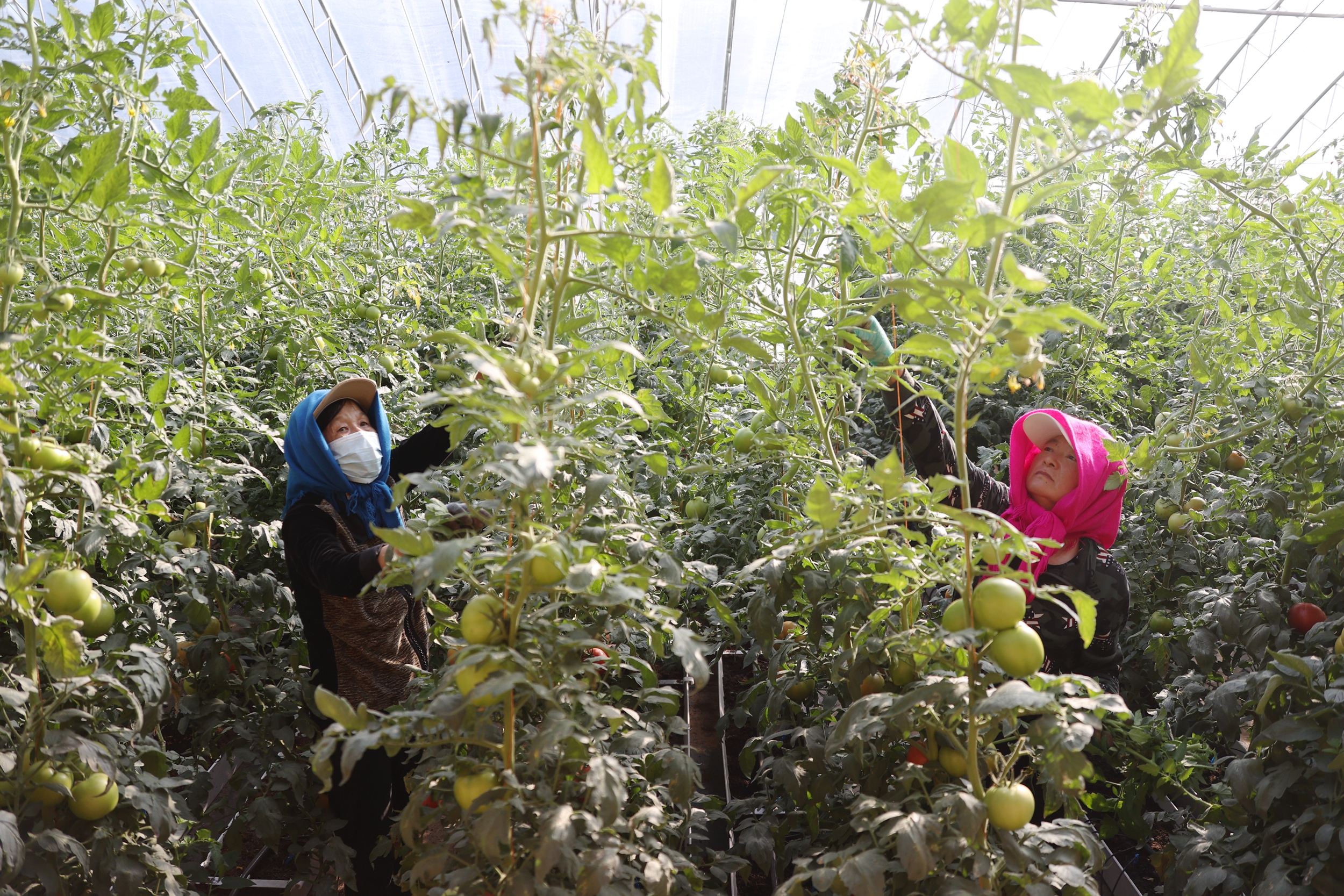 蒙古营镇跃进村菜农在对番茄秧掐枝（王化龙 摄）