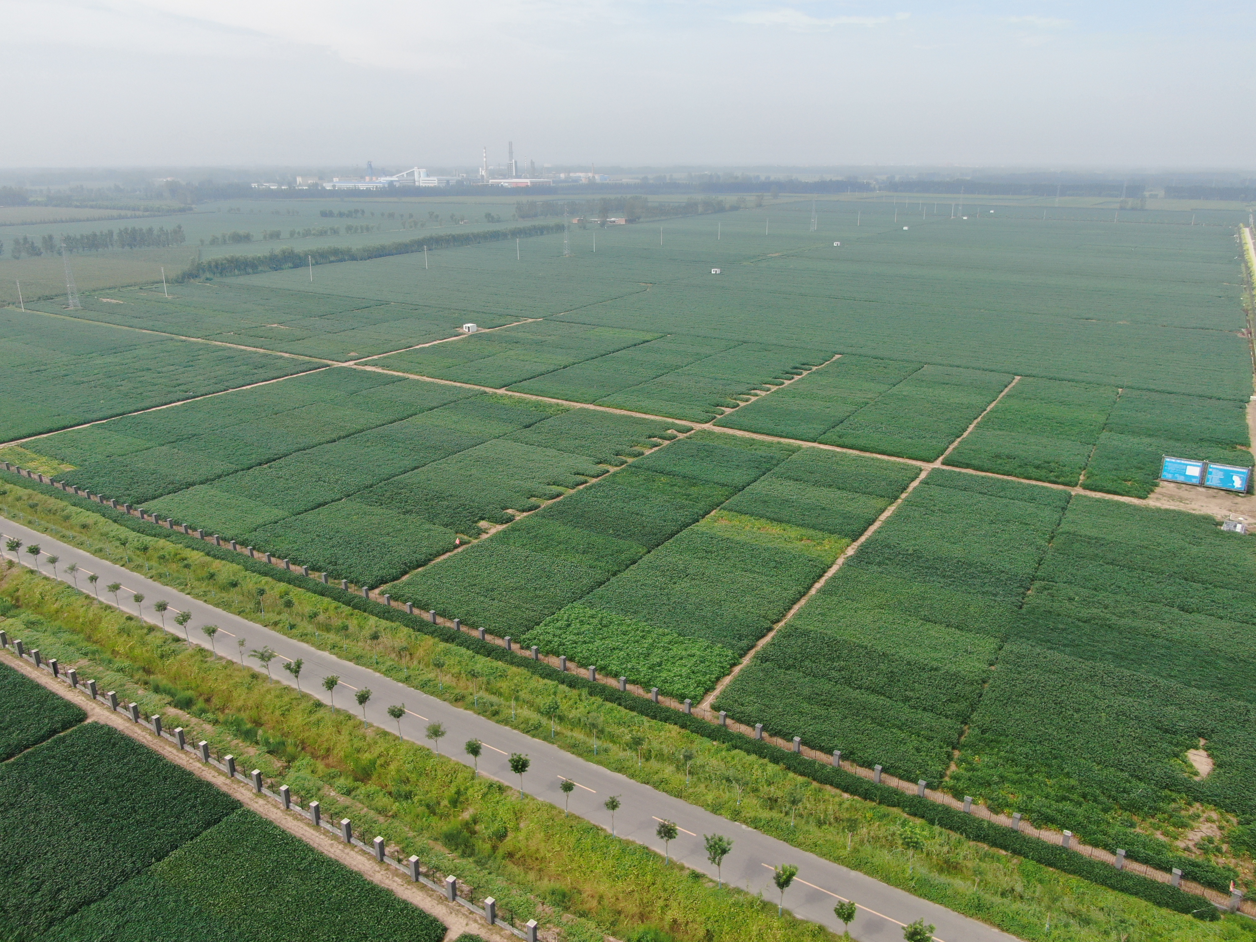 嘉祥县国家现代农业产业园大豆优新品种高标准展示区（胡宝军 摄）