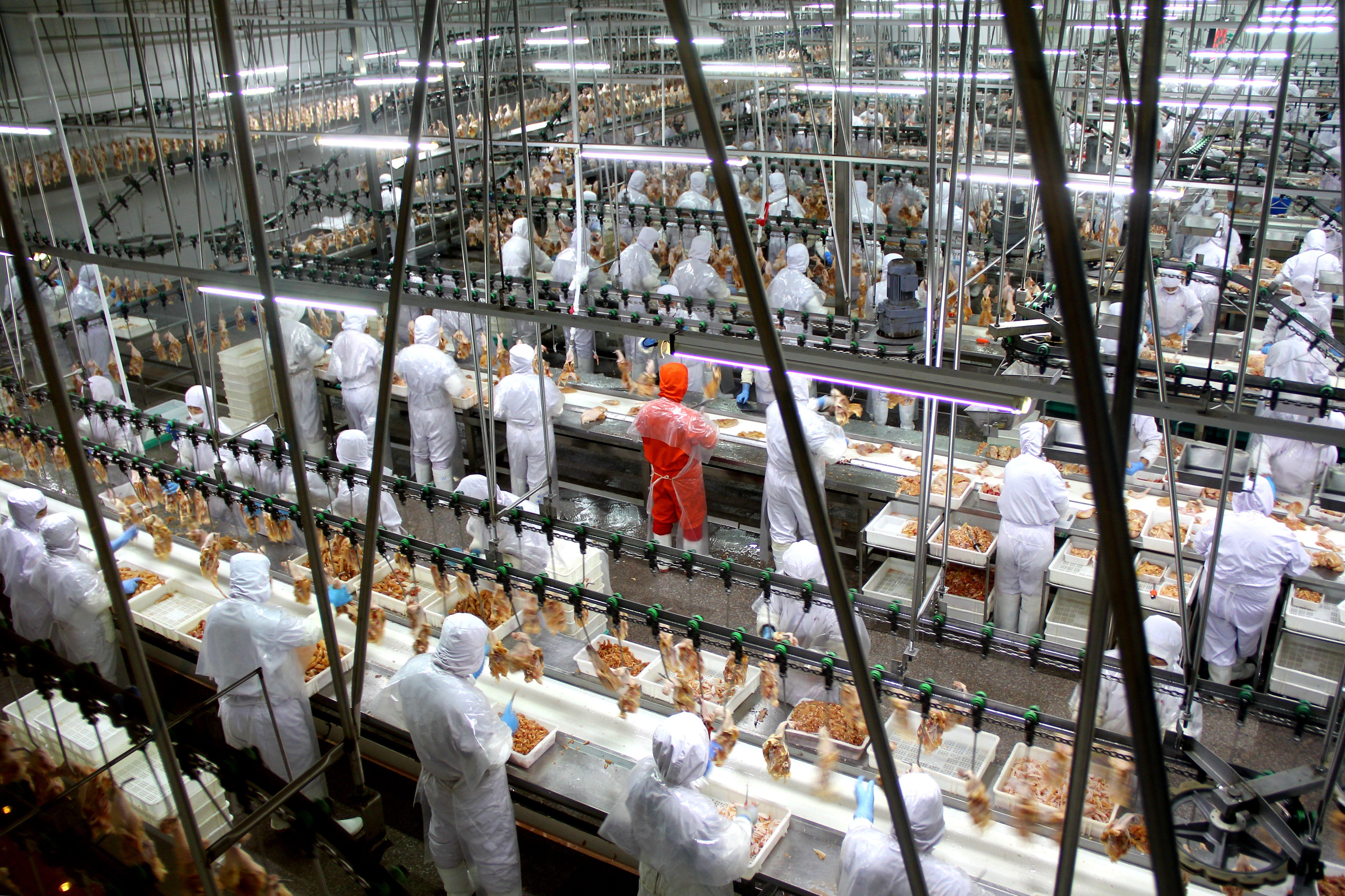 北票市宏发食品有限公司自动化生产线（刘保乐 摄）