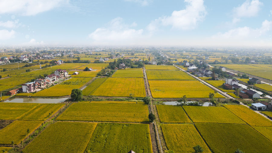 如东县省级现代农业产业示范园稻米“四新”基地 （蔡军 摄）