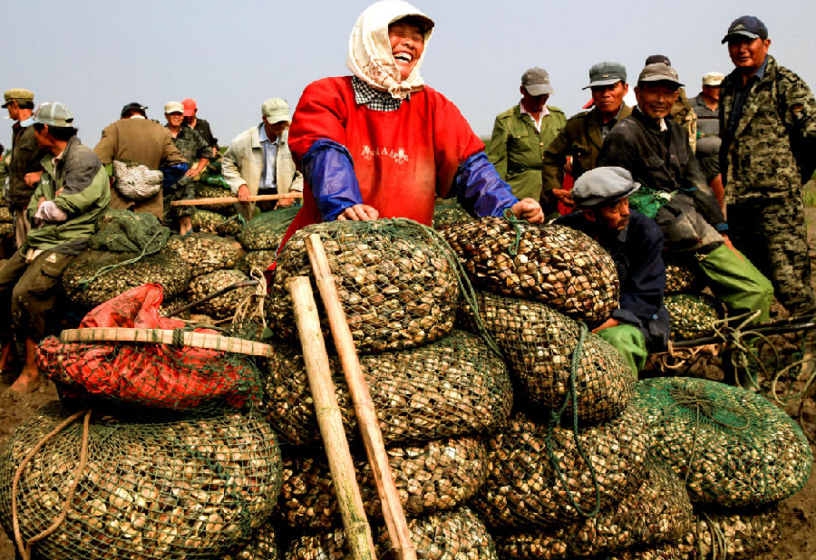 滩涂文蛤采捕（季磊 摄）