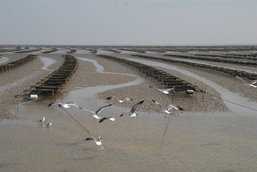滩涂紫菜养殖（蔡军 摄）