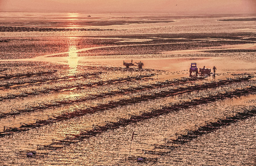金色滩涂紫菜养殖（韩秋云 摄）