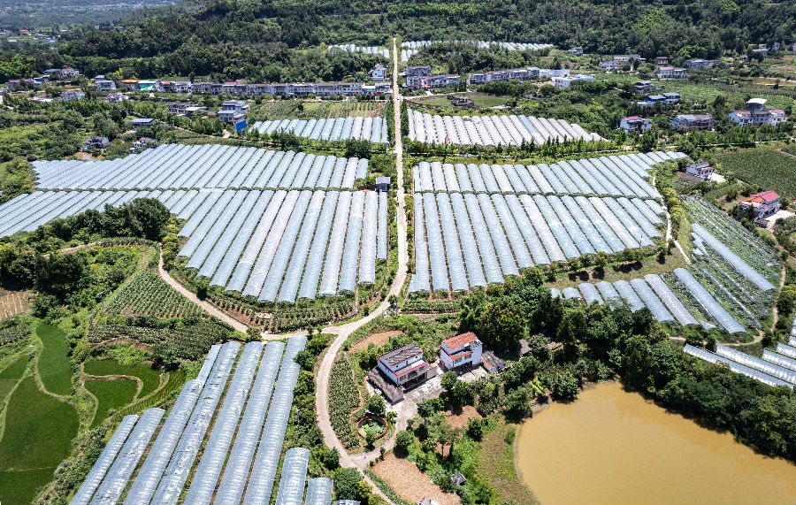 苍溪县猕猴桃产业园区（戚原 摄）