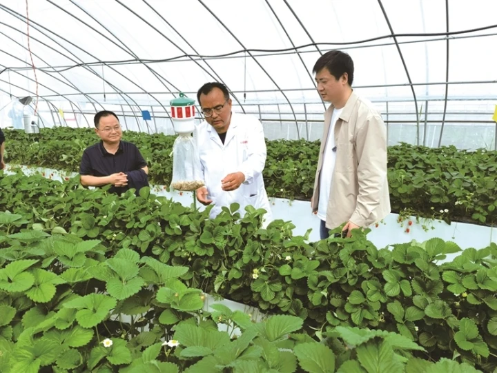 在长丰县草莓种质资源圃，县农业技术推广中心经作站站长侯纯旺（中）介绍草莓大棚内的防虫害装置。 本报记者 吴 昊摄