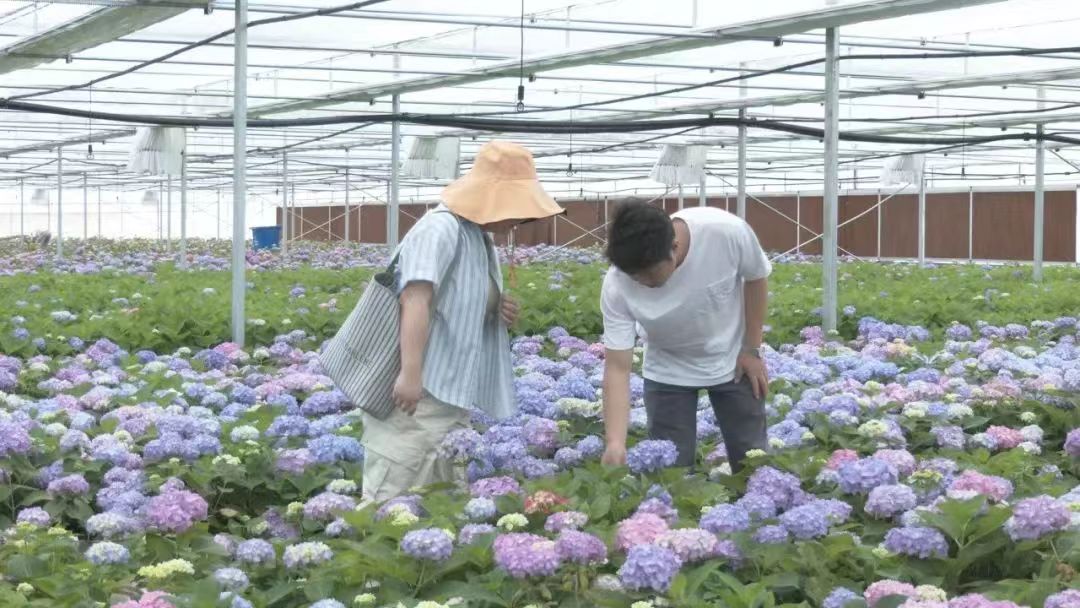 板桥头乡花卉产业（宣绩  摄）