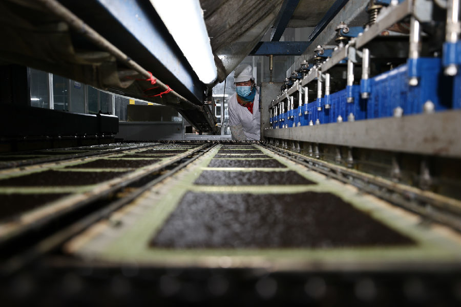 工人查看紫菜加工机作业过程（司伟 摄）