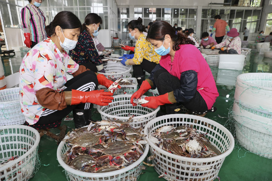 海鲜市场分拣打包外运梭子蟹（司伟 摄）