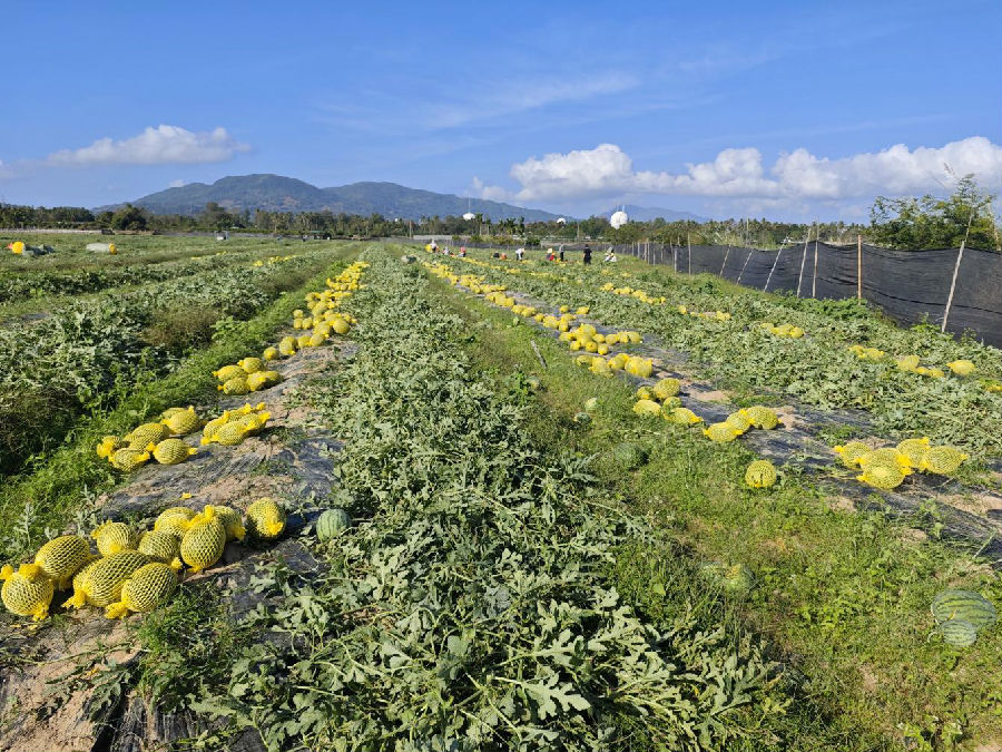 瓜地里堆着包装好的西瓜（孙乐乐 摄）
