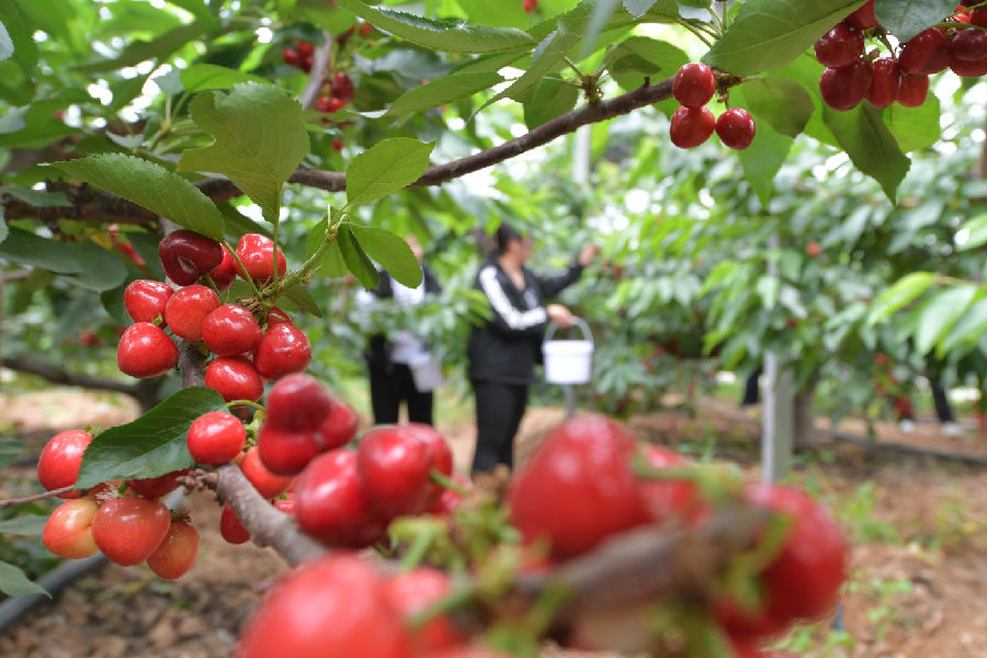 游客在黄家沟村大棚内采摘樱桃（刘世伟 摄）