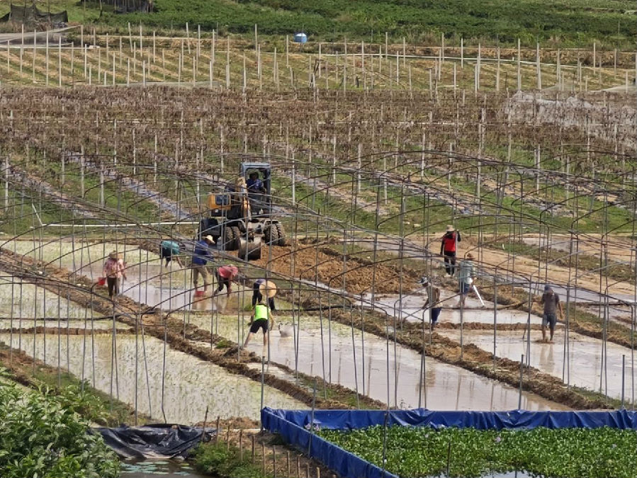 五星村发展多元化种植（孙乐乐 摄）