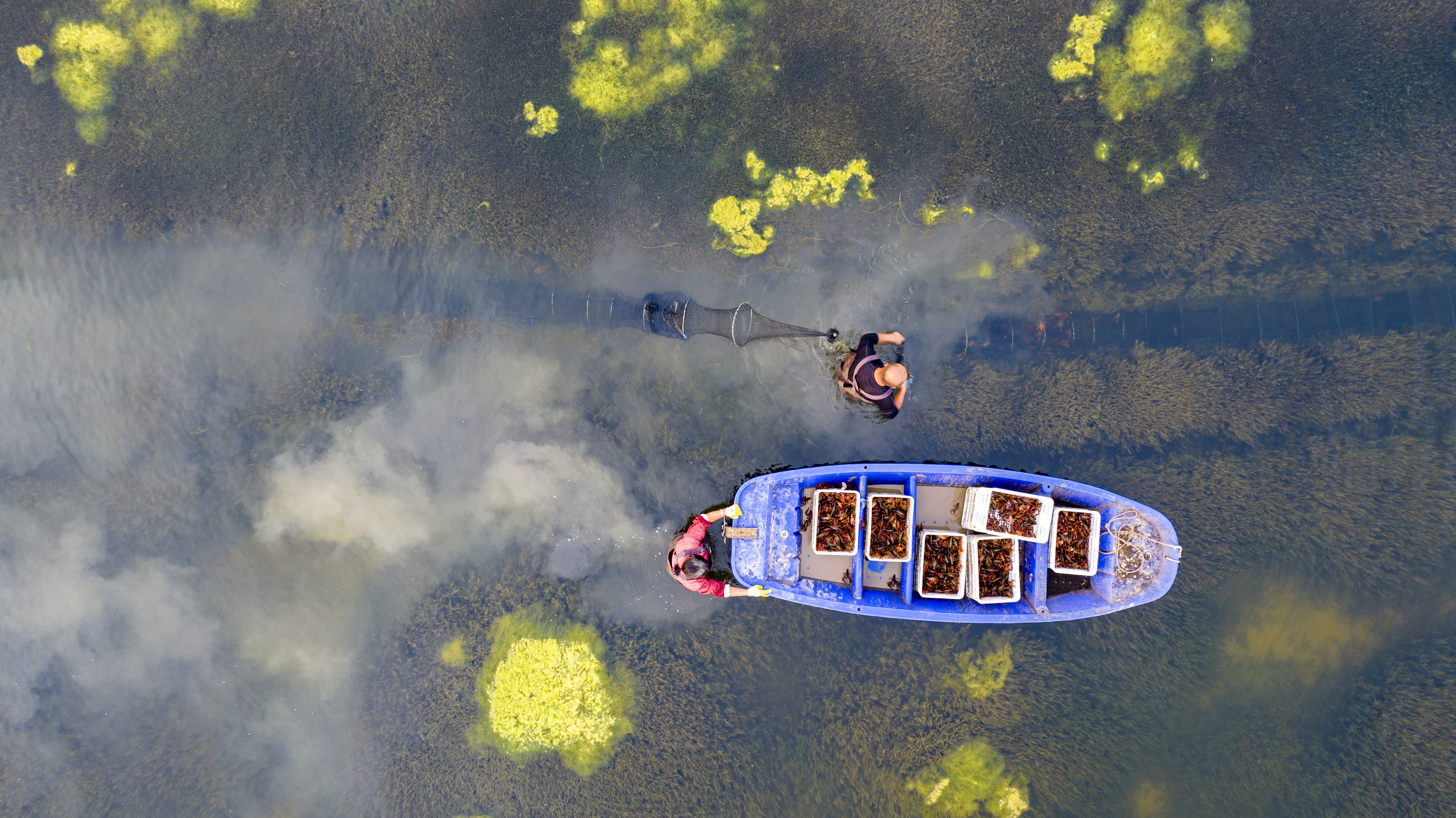 小龙虾起捕（孙荪 摄）