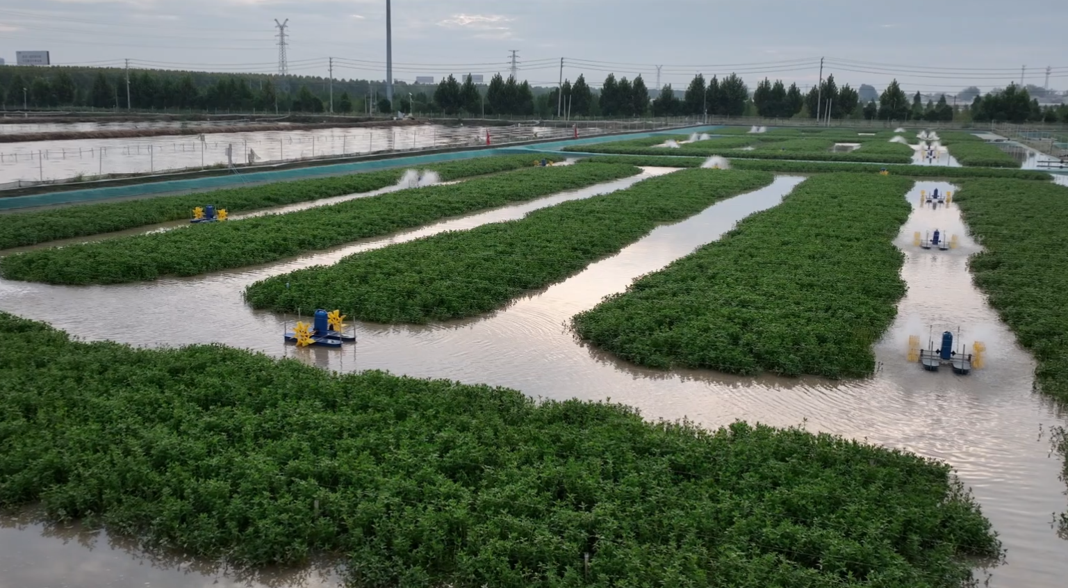 硕项湖大闸蟹蟹苗养殖基地（孙荪 摄）