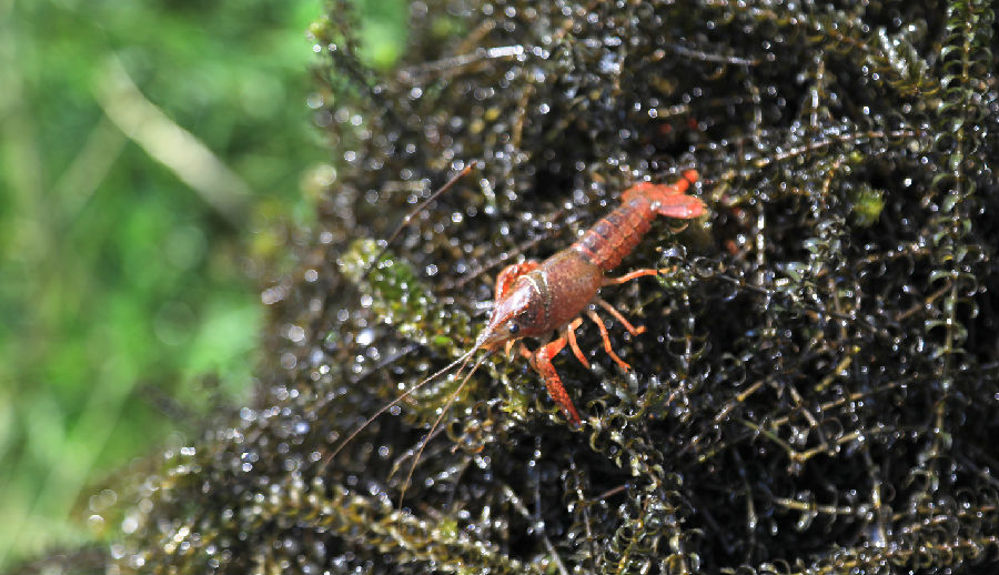 掇刀区养殖的小龙虾（何梦雪 摄）