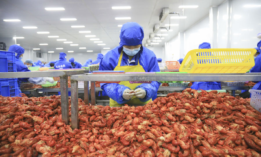 工人在加工小龙虾（何梦雪 摄）