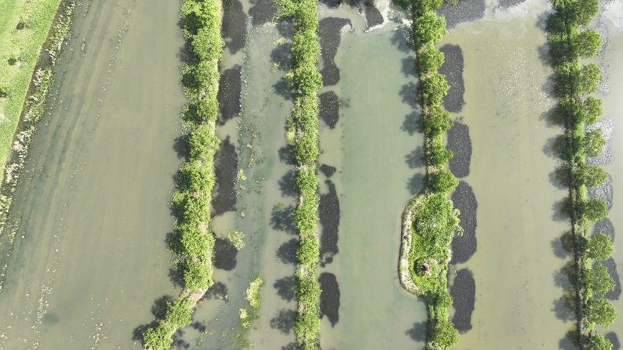 姚庙村四组村民刘平的虾稻养殖场（何梦雪 摄）