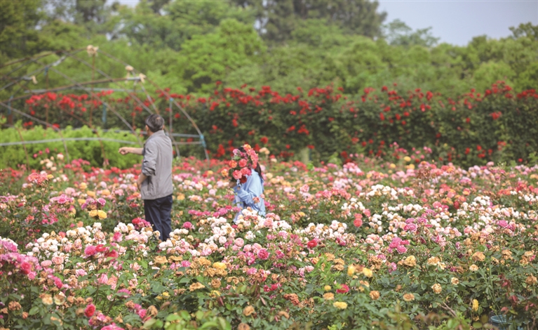 荆门花博园月季种植区吸引游客打卡  通讯员 何梦雪摄