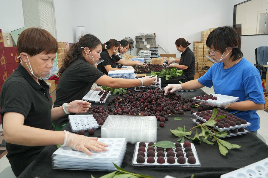 兰溪农业产业工人正在包装杨梅（丁成 摄）