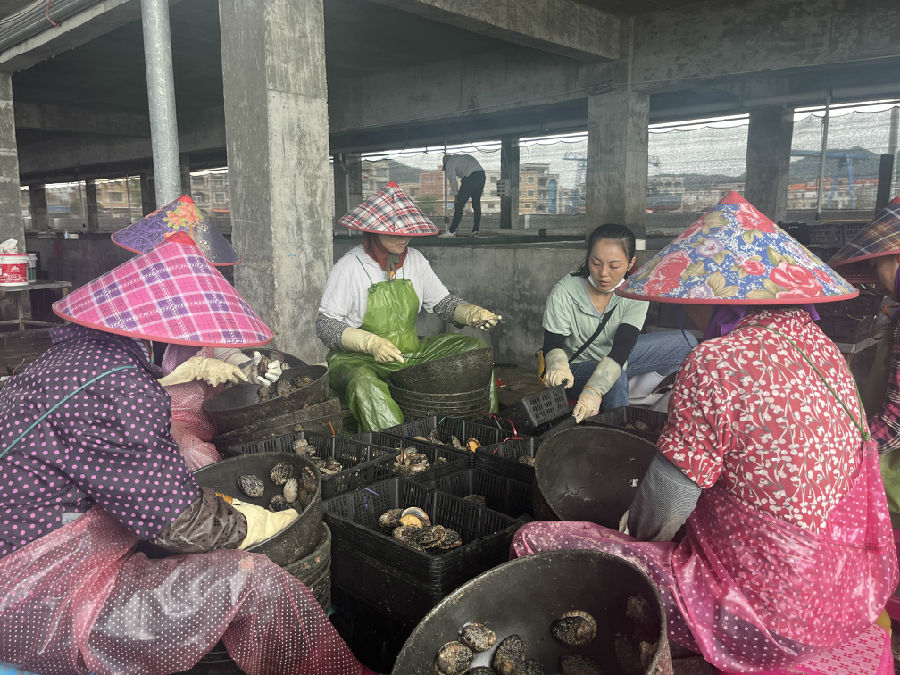 渔民们在分拣鲍鱼（陈似虹 摄）