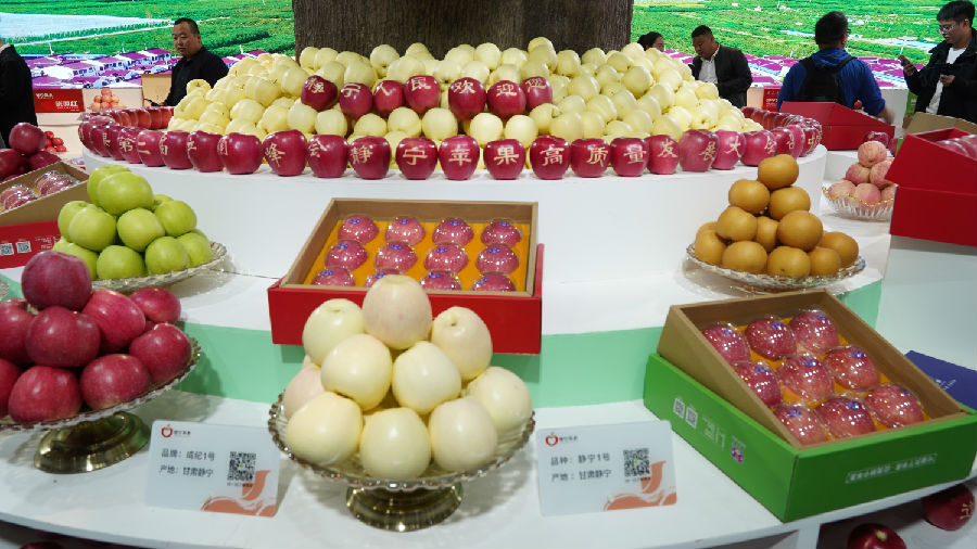 诱人的静宁苹果（柴王宁 摄）