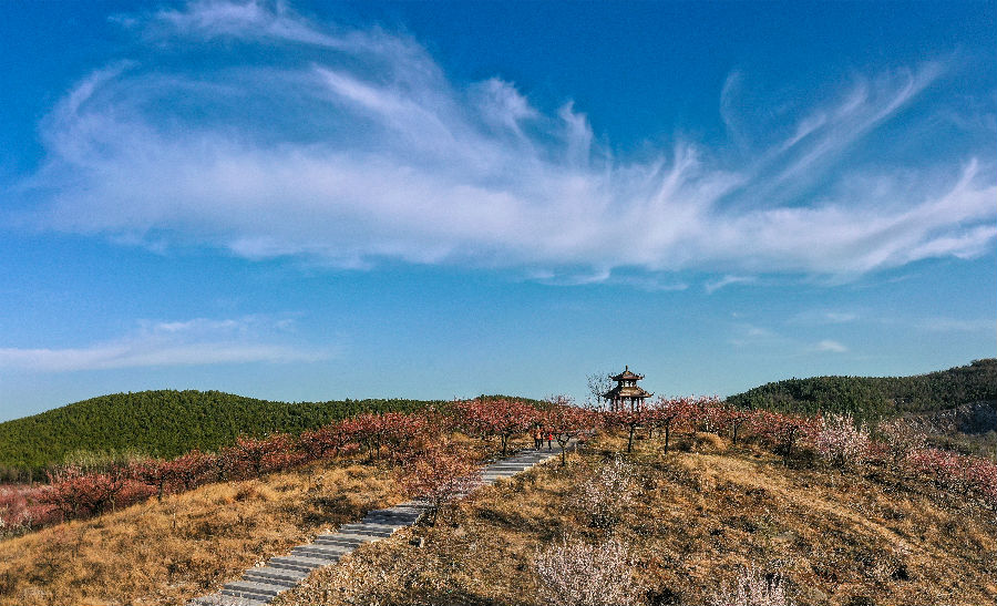 每年三月，伊庄镇马集村十里杏花竞相怒放。（佟雯煊 摄）
