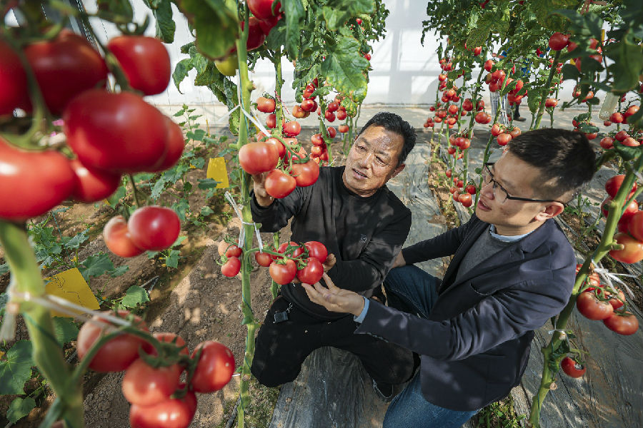 位于棠张镇的铜山区江苏淮海番茄品质育种（徐州）研发中心项目（佟雯煊 摄）